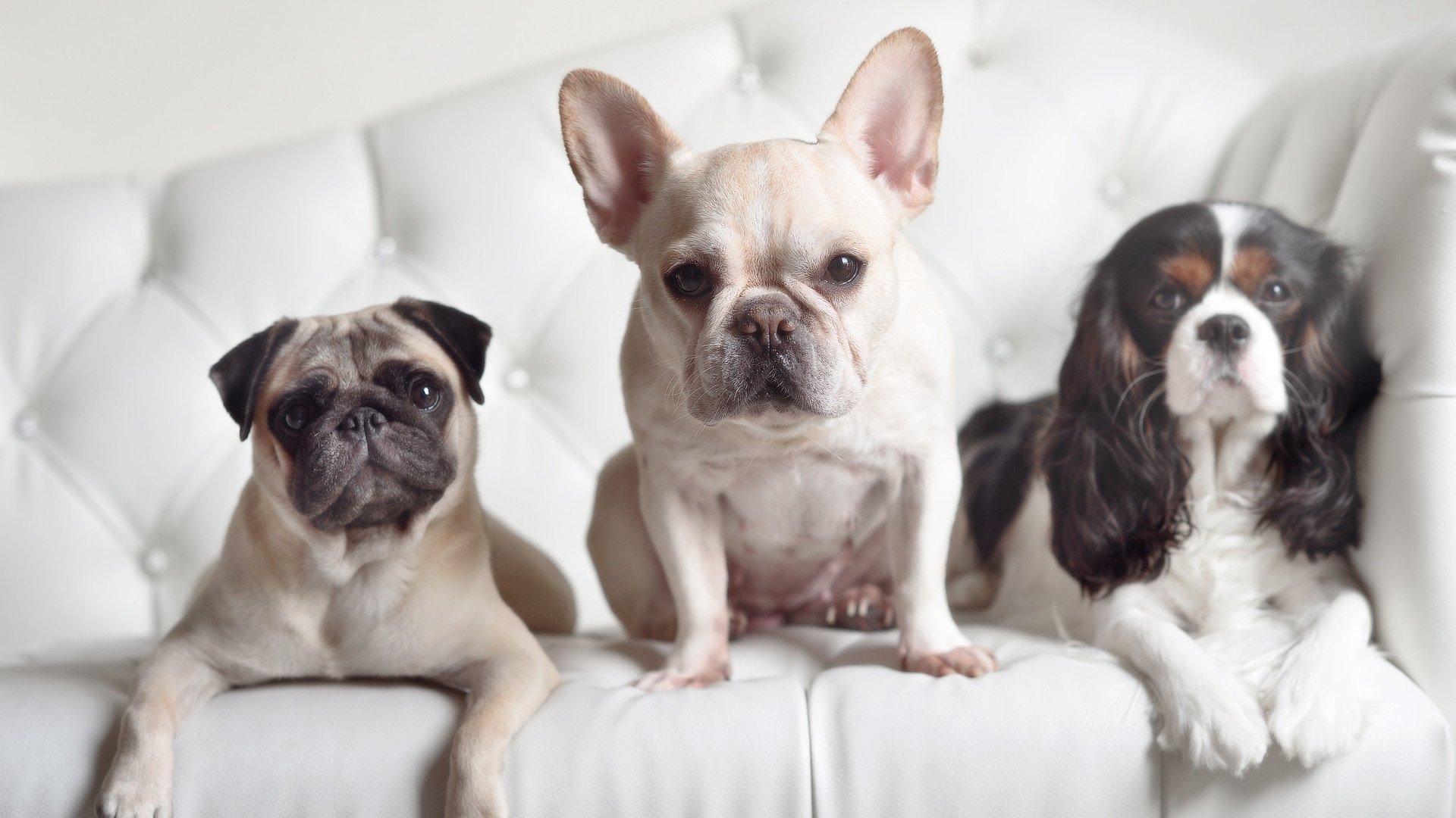 中国足球未来发展白皮书正式发布，中国足球未来发展规划