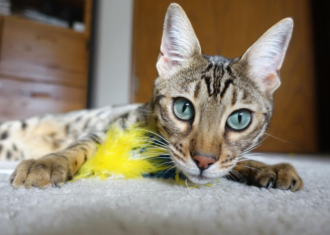 九游平台官网-“校园足球奖学金激励机制正式建立，助力少年成长”，校园足球赛奖状