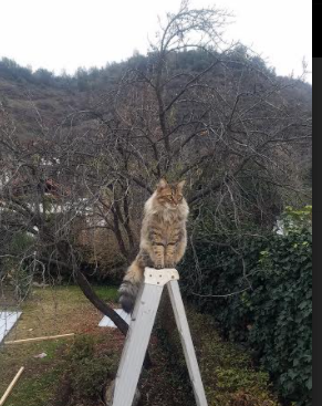 库里：用“天外飞仙”的三分，改写联盟历史！，库里新外号