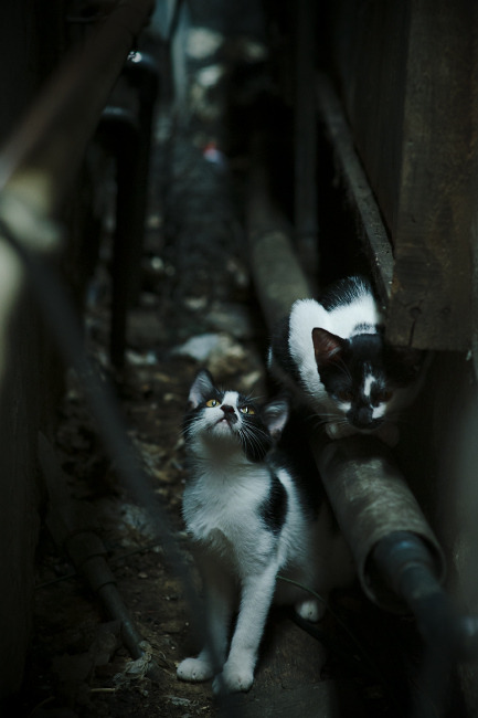 库里：用“天外飞仙”的三分，改写联盟历史！，库里新外号